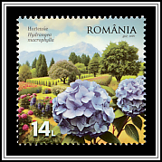 Hydrangeas (Hydrangea macrophylla)