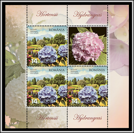 Hydrangeas (Hydrangea macrophylla)