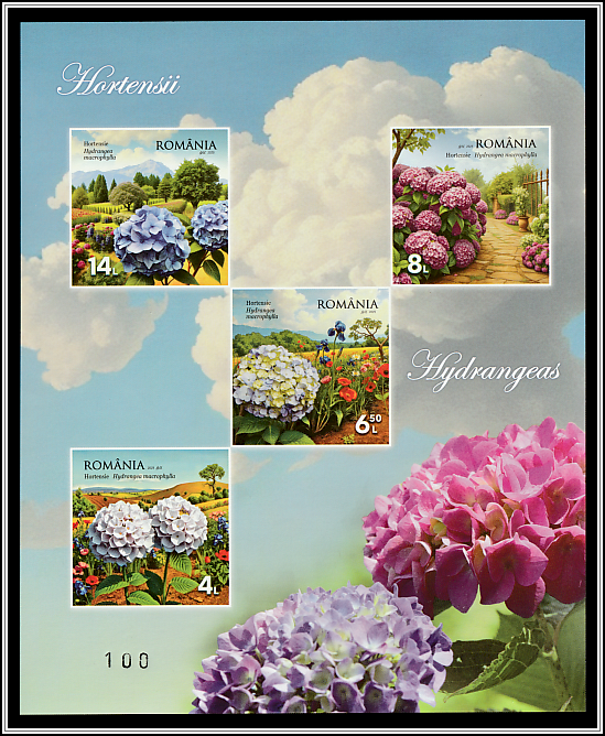 Hydrangeas Limited Edition Souvenir Sheet