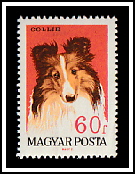 Collie