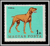 Short-haired Hungarian Vizsla