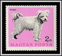 Pumi (Hungarian Shepherd)