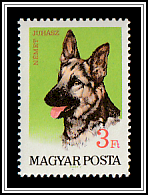 German Shepherd