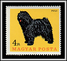 Puli (Hungarian Shepherd)