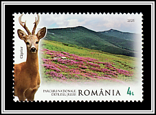 Roe Deer (Capreolus capreolus)