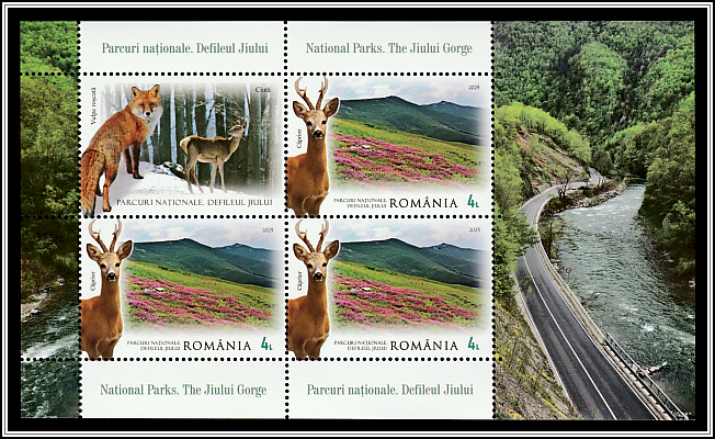 Roe Deer (Capreolus capreolus)