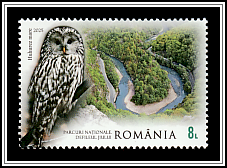 Ural Owl (Strix uralensis)