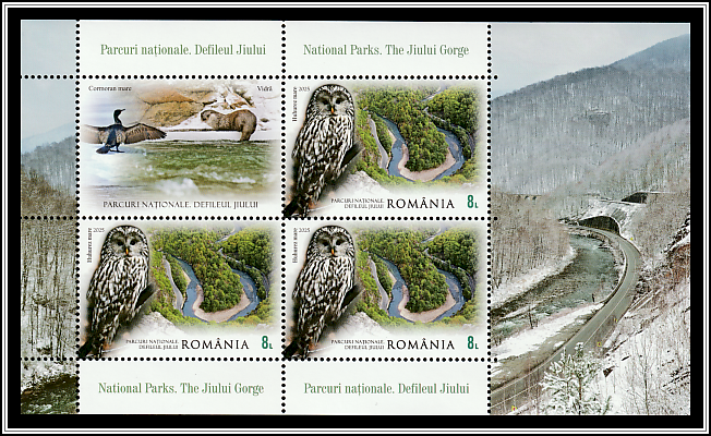 Ural Owl (Strix uralensis)