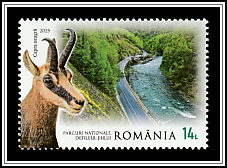 Alpine Chamois (Rupicapra rupicapra)