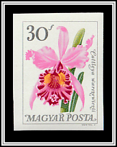 Warscewicz's Cattley's Orchid (Cattleya warscewiczii)