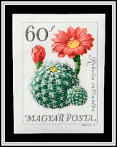 Rebutia wessneriana var. calliantha