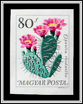 Plains Pricklypear (Opuntia rhodantha)