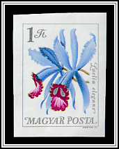 Purple-stained Cattleya (Laelia purpurata)