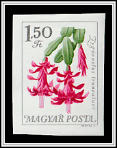 Christmas Cactus (Zygocactus truncatus)