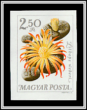 Flowering Stones (Lithops weberi)