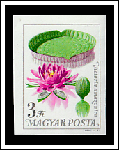 Victoria Water Lily (Victoria amazonica)