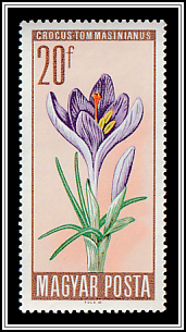Wild Crocus (Crocus tomasinianus)
