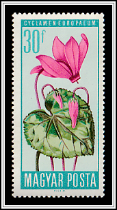 Alpine Cyclamen (Cyclamen purpurascens)