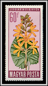 Siberian Goldenrod (Ligularia sibirica)