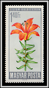 Fire Lily (Lilium bulbiferum)