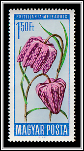 Snake's Head Fritillary (Fritillaria meleagris)