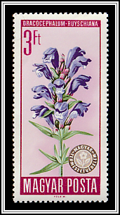Dragonhead Mint (Dracocephalum ruyschiana)