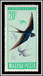 Barn Swallow (Hirundo rustica)