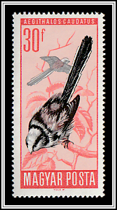Longtailed Tit (Aegithalos caudatus)