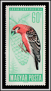 Red Crossbill (Loxia curvirostra)