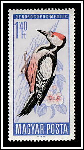 Middle Spotted Woodpecker (Dendrocopos medius)