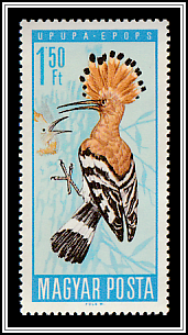 Eurasian Hoopoe (Upupa epops)