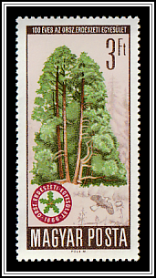 Conifers and Association Emblem
