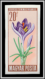 Wild Crocus (Crocus tomasinianus)