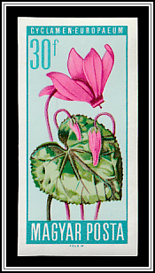 Alpine Cyclamen (Cyclamen purpurascens)