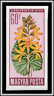 Siberian Goldenrod (Ligularia sibirica)