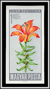 Fire Lily (Lilium bulbiferum)