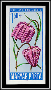 Snake's Head Fritillary (Fritillaria meleagris)