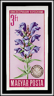 Dragonhead Mint (Dracocephalum ruyschiana)