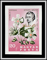 Kitaibel Pál; Vine-leaved Mallow (Kitaibelia vitifolia)