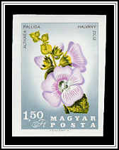 Hollyhock (Althaea pallida)