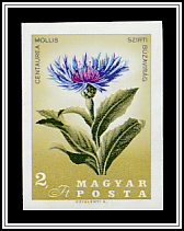 Mountain Cornflower (Centaurea mollis)