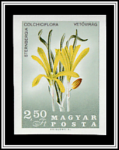 Sternbergia (Sternbergia colchiciflora)