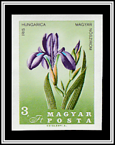 Steppe Iris (Iris aphylla subsp. hungarica)