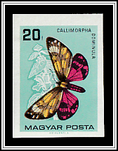 Scarlet Tiger Moth (Callimorpha dominula)