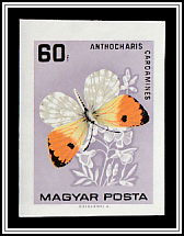 Orange Tip (Anthocharis cardamines)