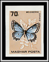 Meleager's Blue (Meleageria daphnis)