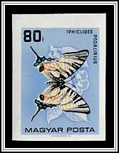 Scarce Swallowtail (Iphiclides podalirius)