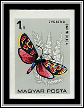 Crepuscular Burnet (Zygaena carniolica)