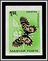 Southern Festoon (Zerynthia hypermnestra)
