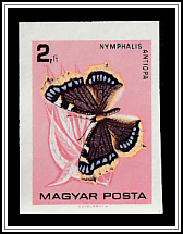 Camberwell Beauty (Nymphalis antiopa)